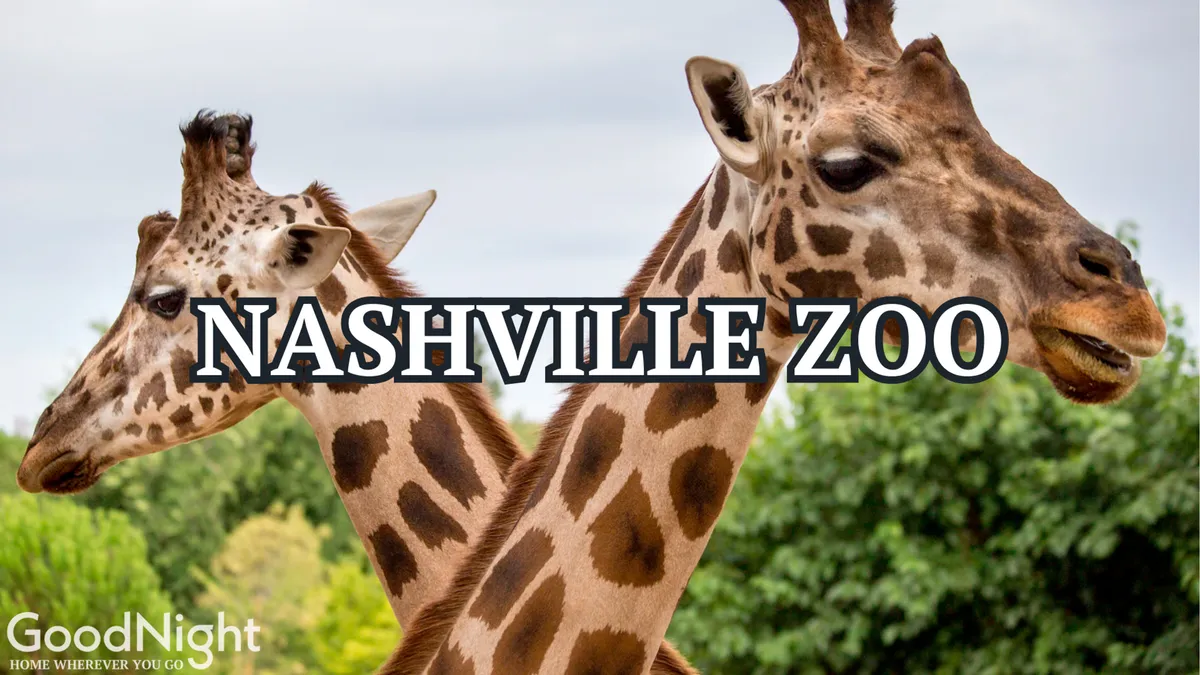 This image shows a group of giraffes surrounded by lush green foliage at the Nashville Zoo, with a joyful atmosphere that captures the excitement of a family outing and opportunities for educational tours and animal watching.